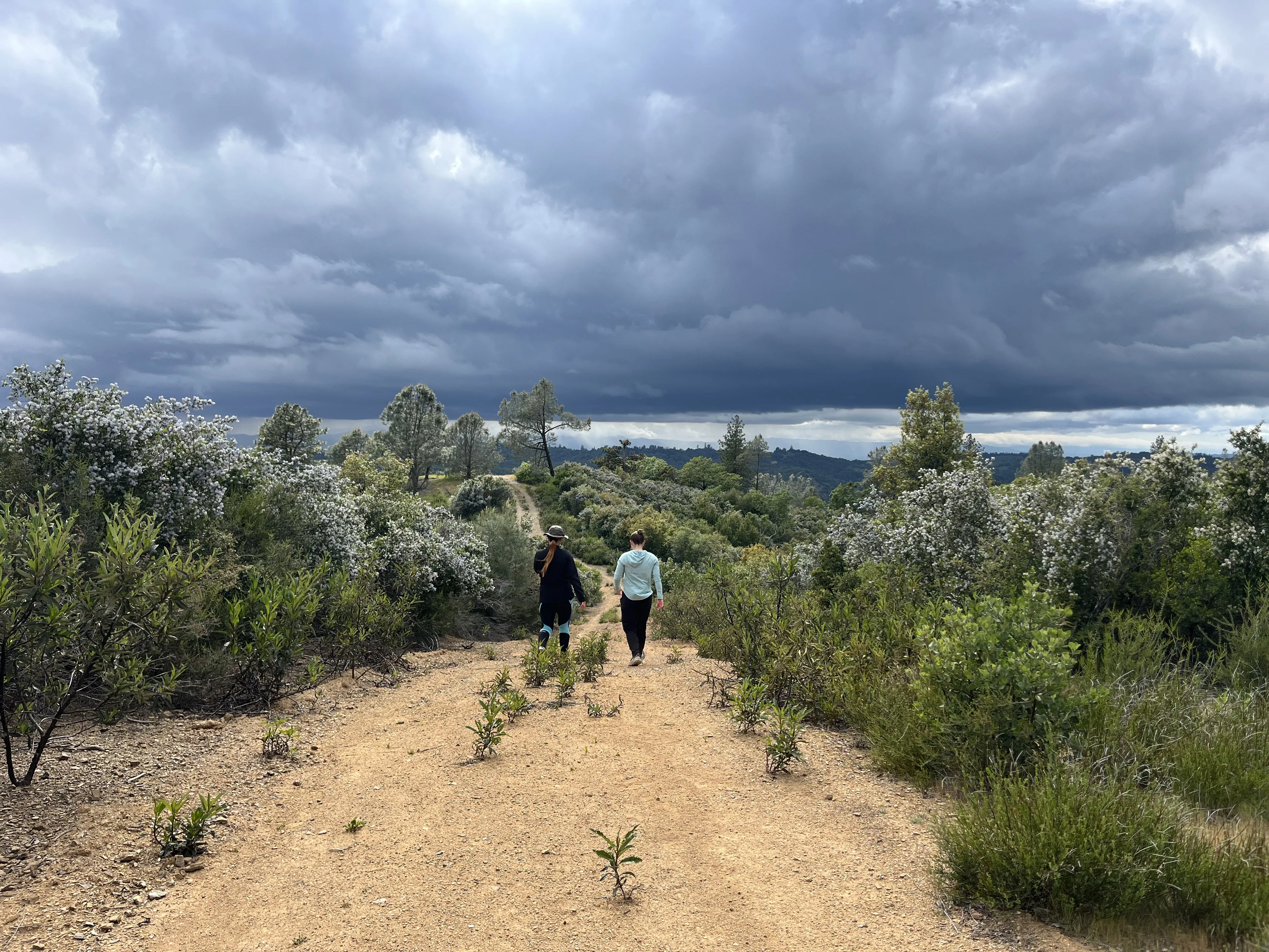 Hiking along small trees