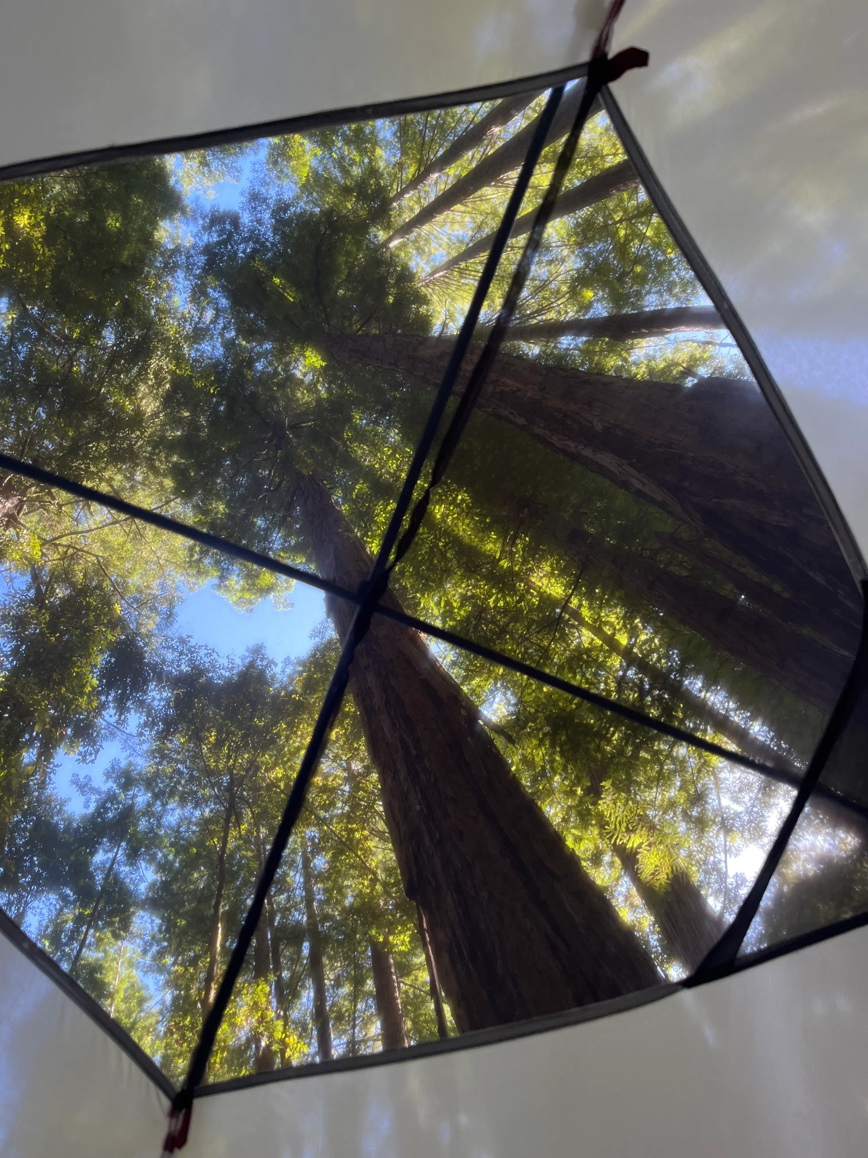 View from tent in Redwoods